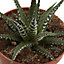 Haworthia big band Cactus in 10.5cm Pot