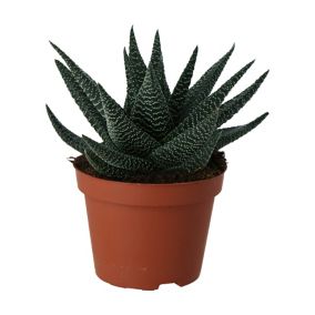 Haworthia in 10.5cm Terracotta Succulent Plastic Grow pot