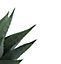 Haworthia savanna Succulent in 10.5cm Terracotta Plastic Grow pot