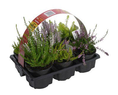 HEATHER ASSORTED COLLECTION SPRING 6 PK