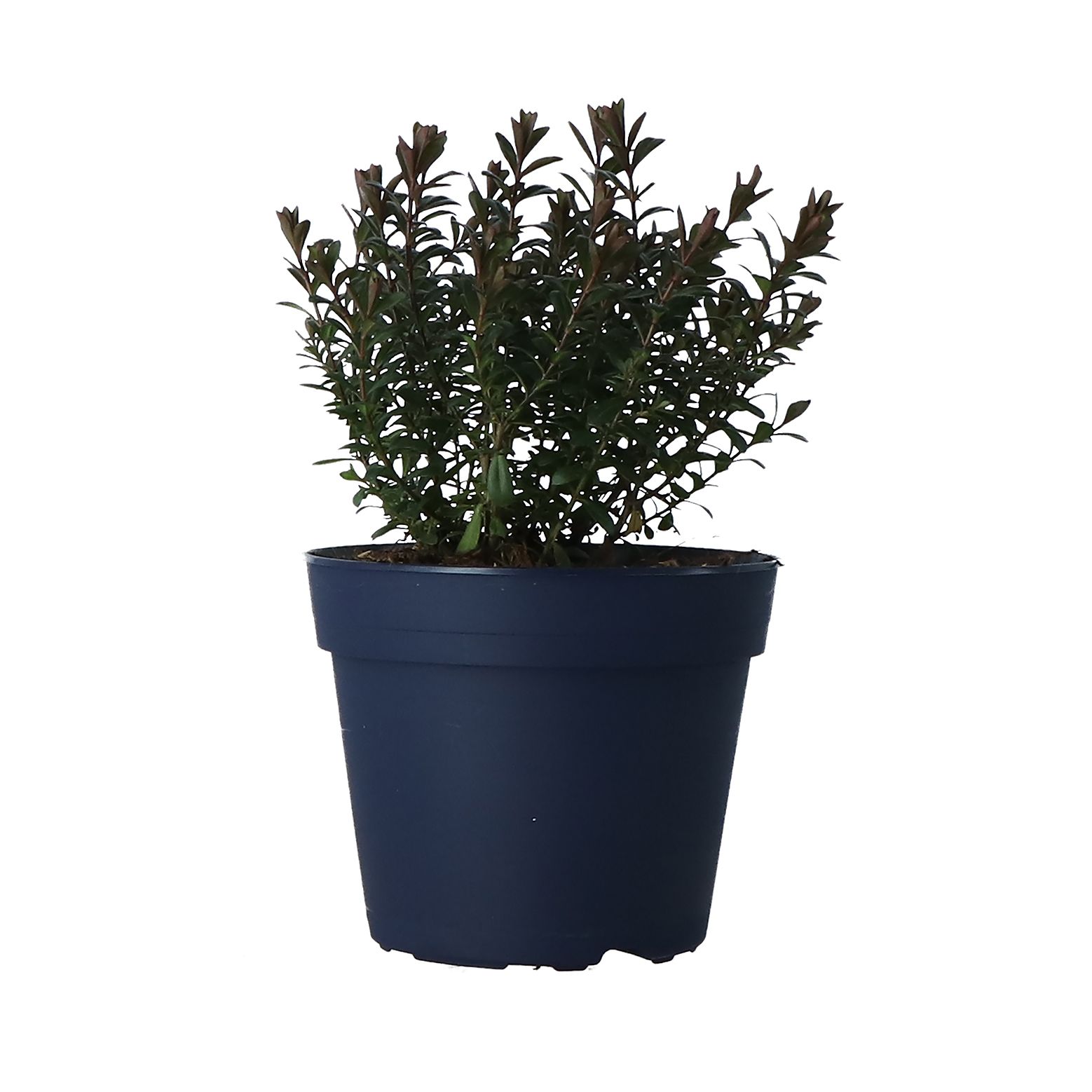 HEBE BRONZE GLOW DIY at B&Q