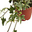 Hedera Assorted in 12cm Terracotta Plastic Grow pot