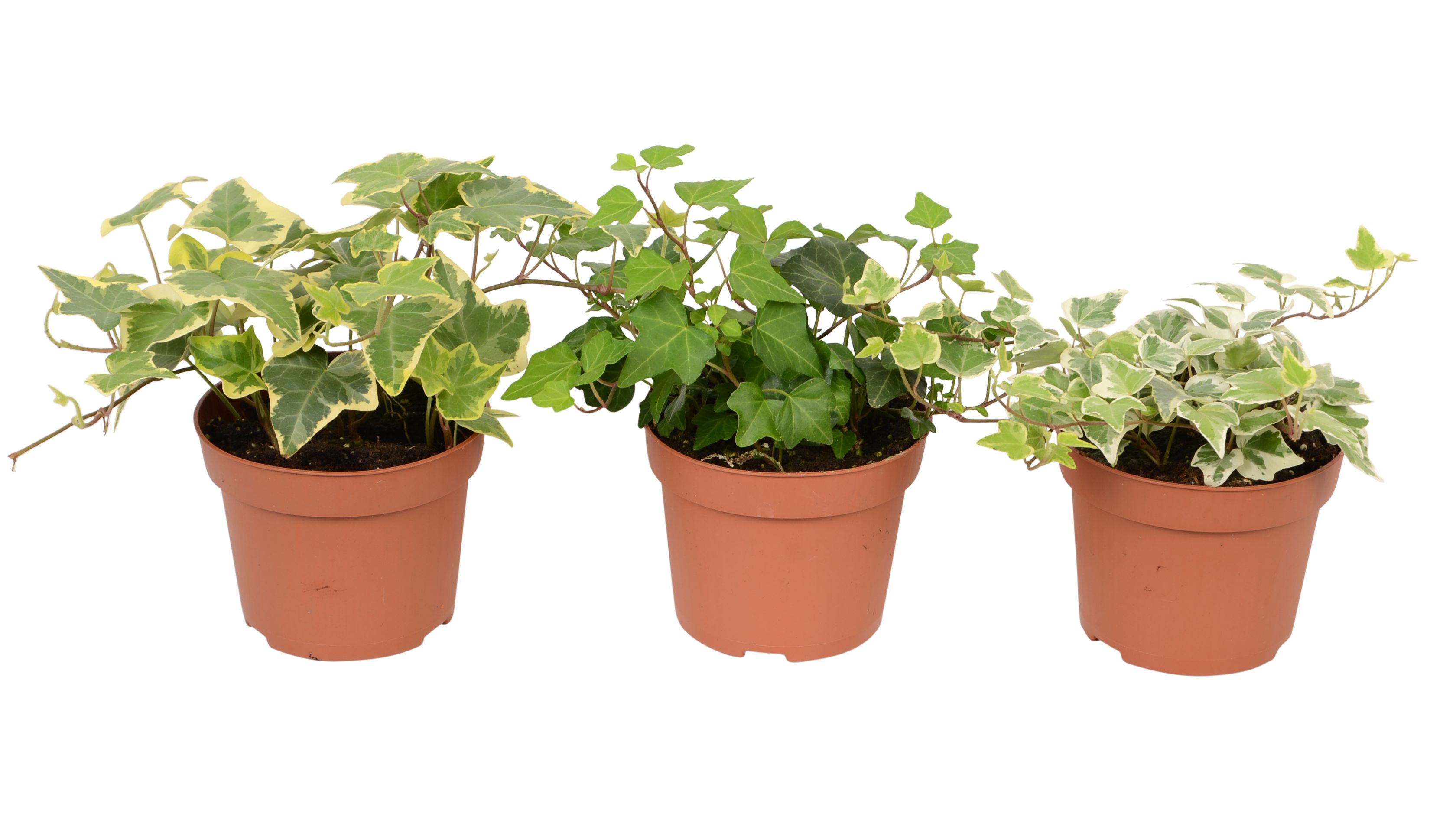 Hedera Pot