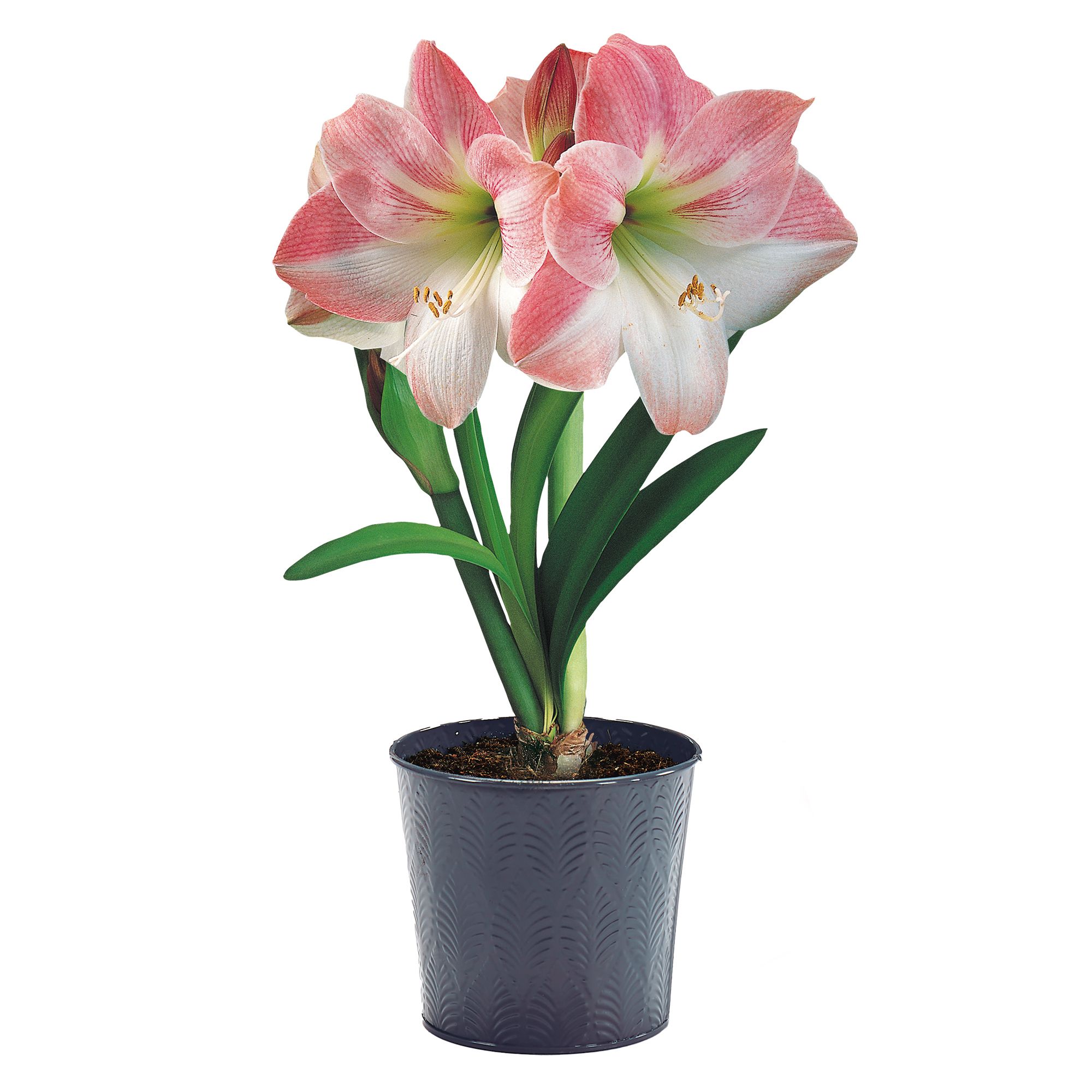 Hippeastrum Apple Blossom Pink Flower bulb, comes in Tin Container