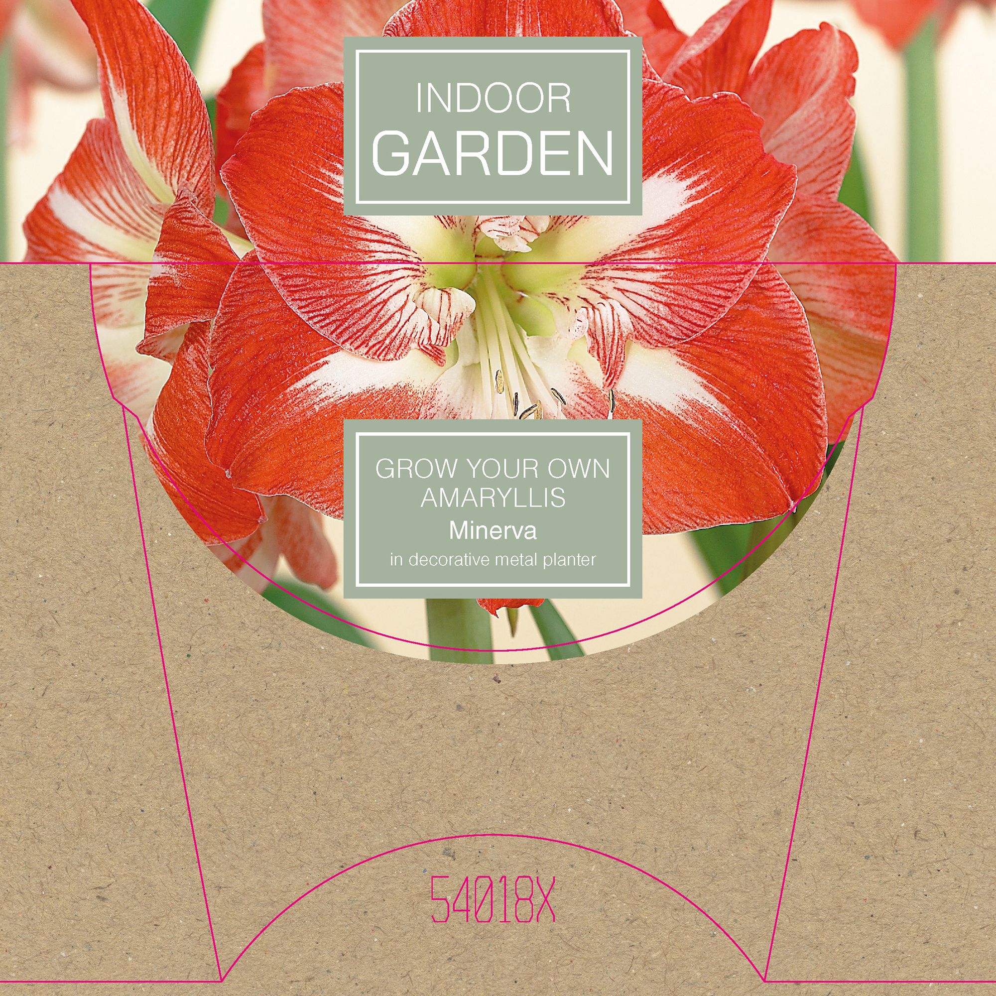 Hippeastrum Minerva Flower bulb