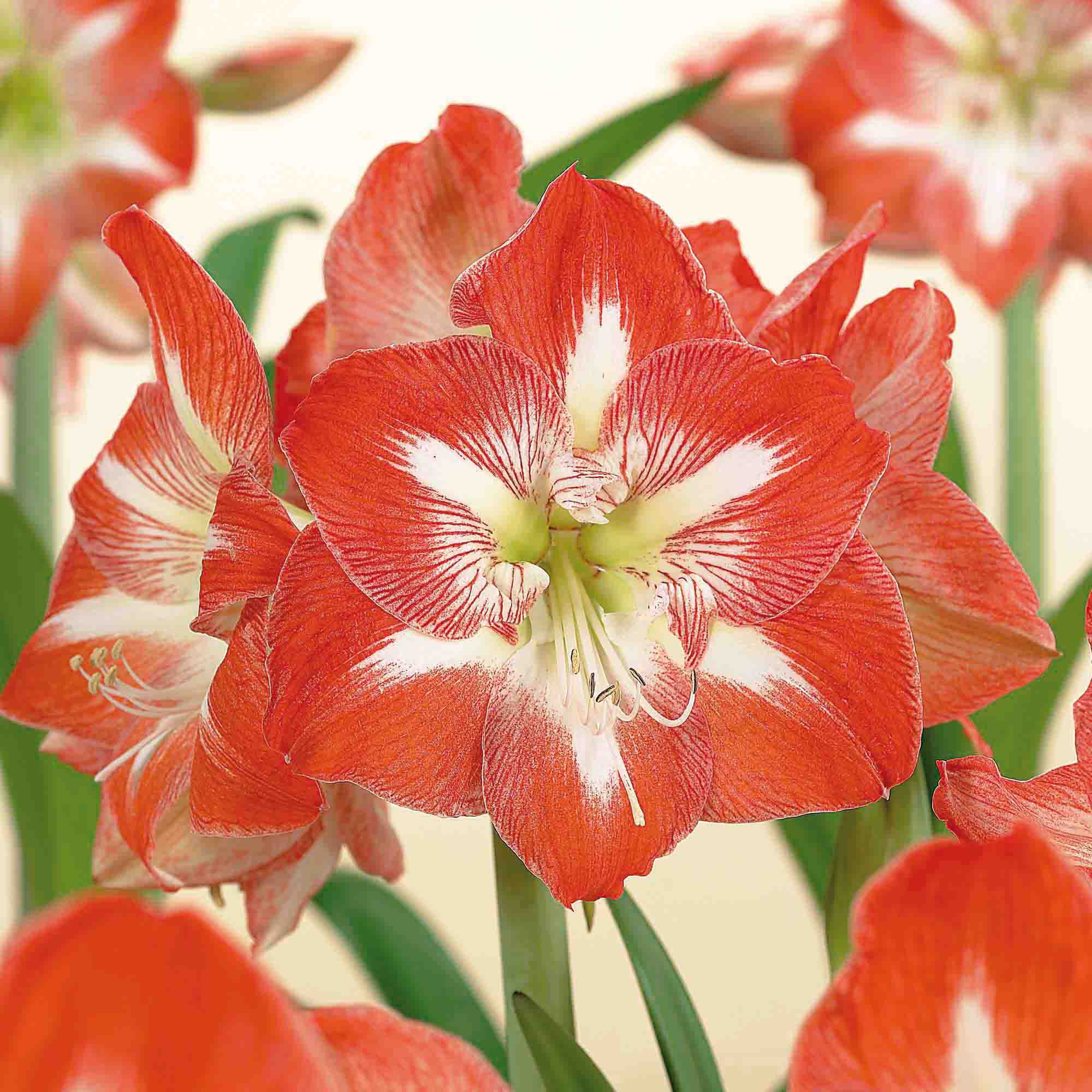 Hippeastrum Minerva Flower bulb