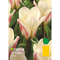 Hope Tulip Flower bulb, Pack