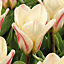 Hope Tulip Flower bulb, Pack