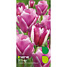 Hotpants & holland beauty Tulip Flower bulb, Pack