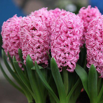 HYACINTH ASSORTED