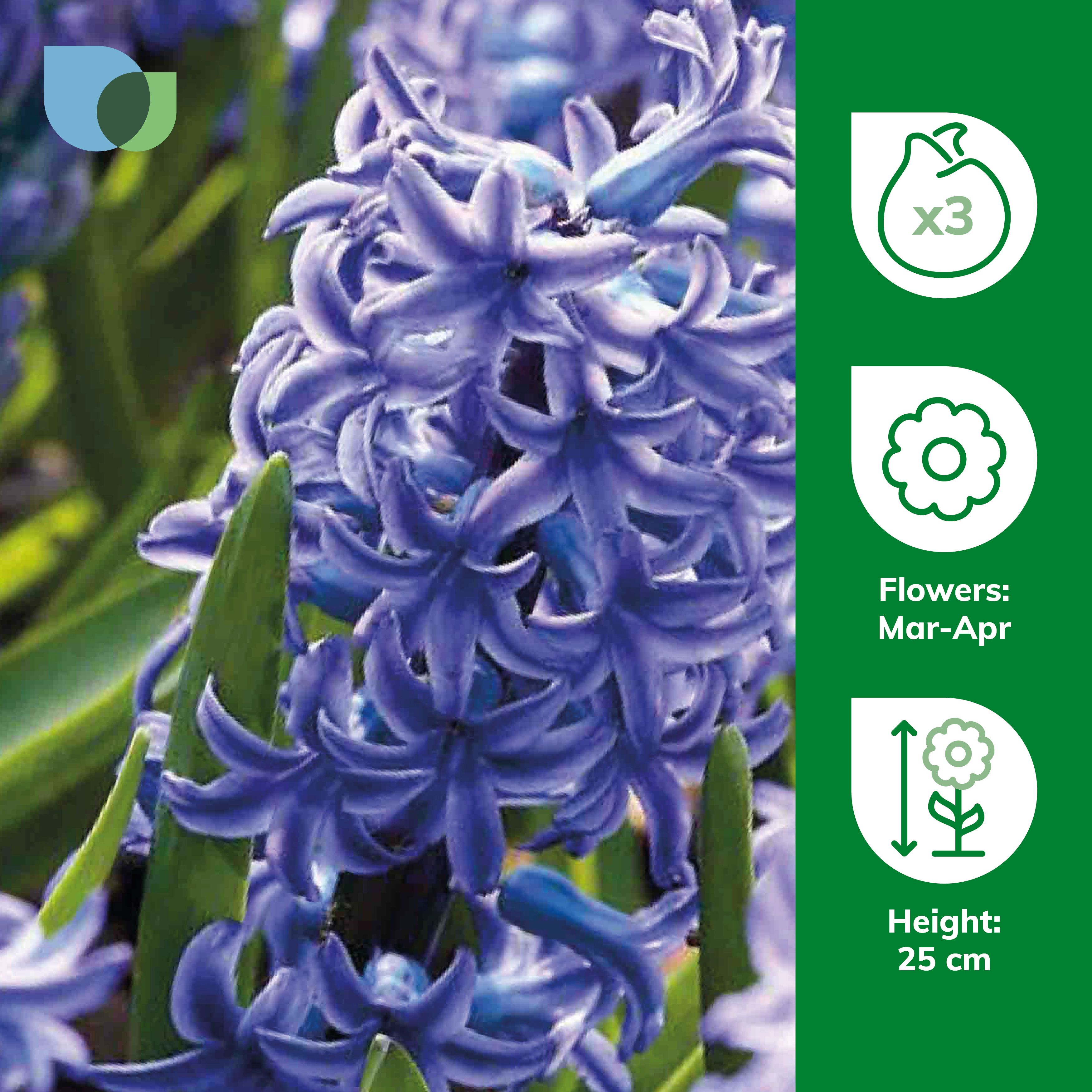 Hyacinth Blue Jacket 3 Flower bulbs - 4