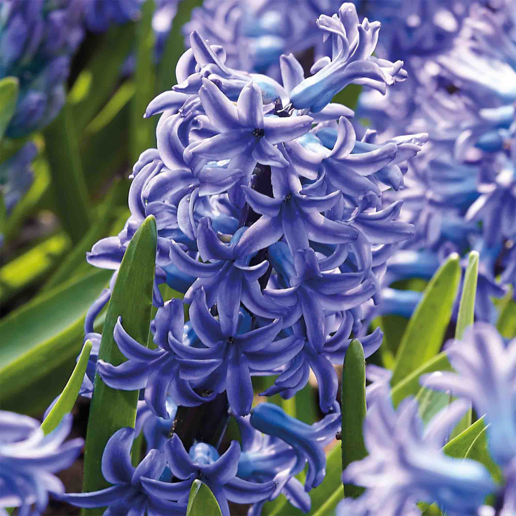 Hyacinth Blue Jacket 3 Flower bulbs - 6