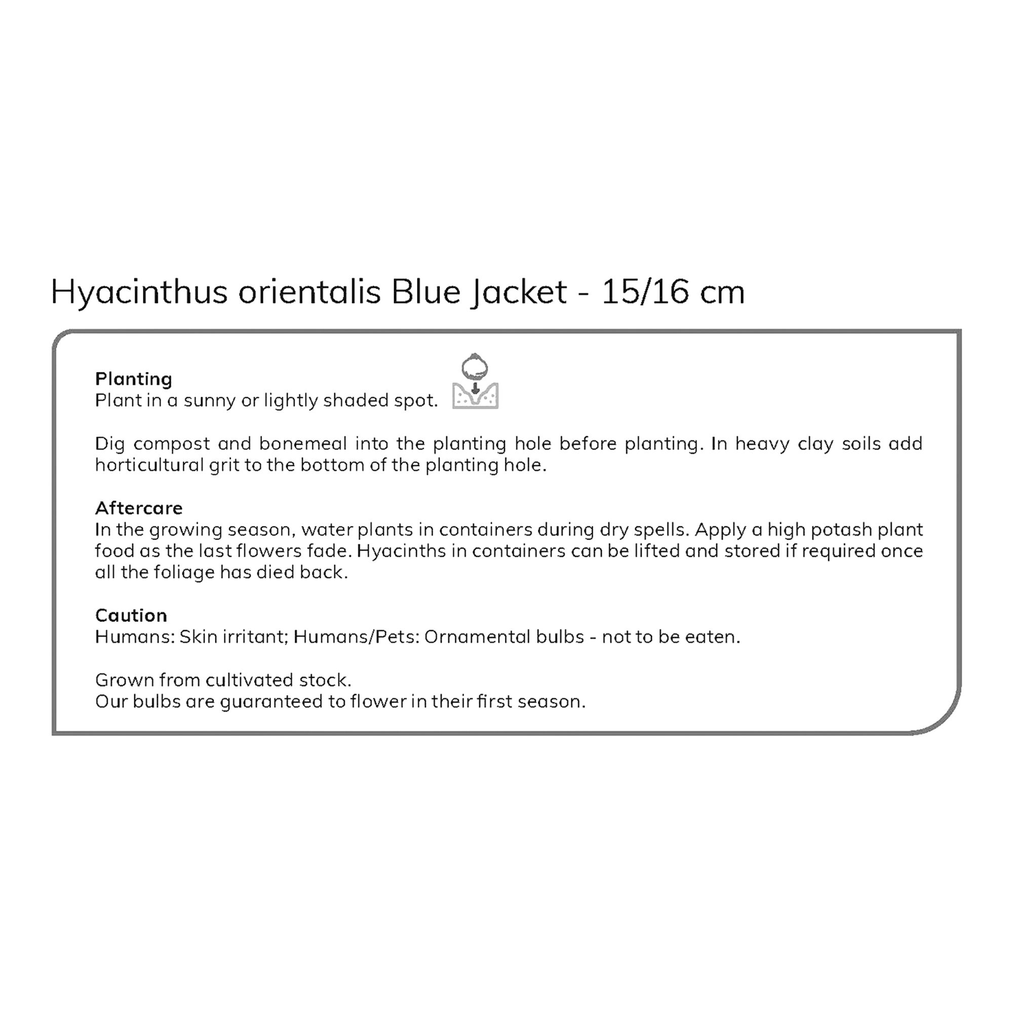Hyacinth Blue Jacket 3 Flower bulbs - 5