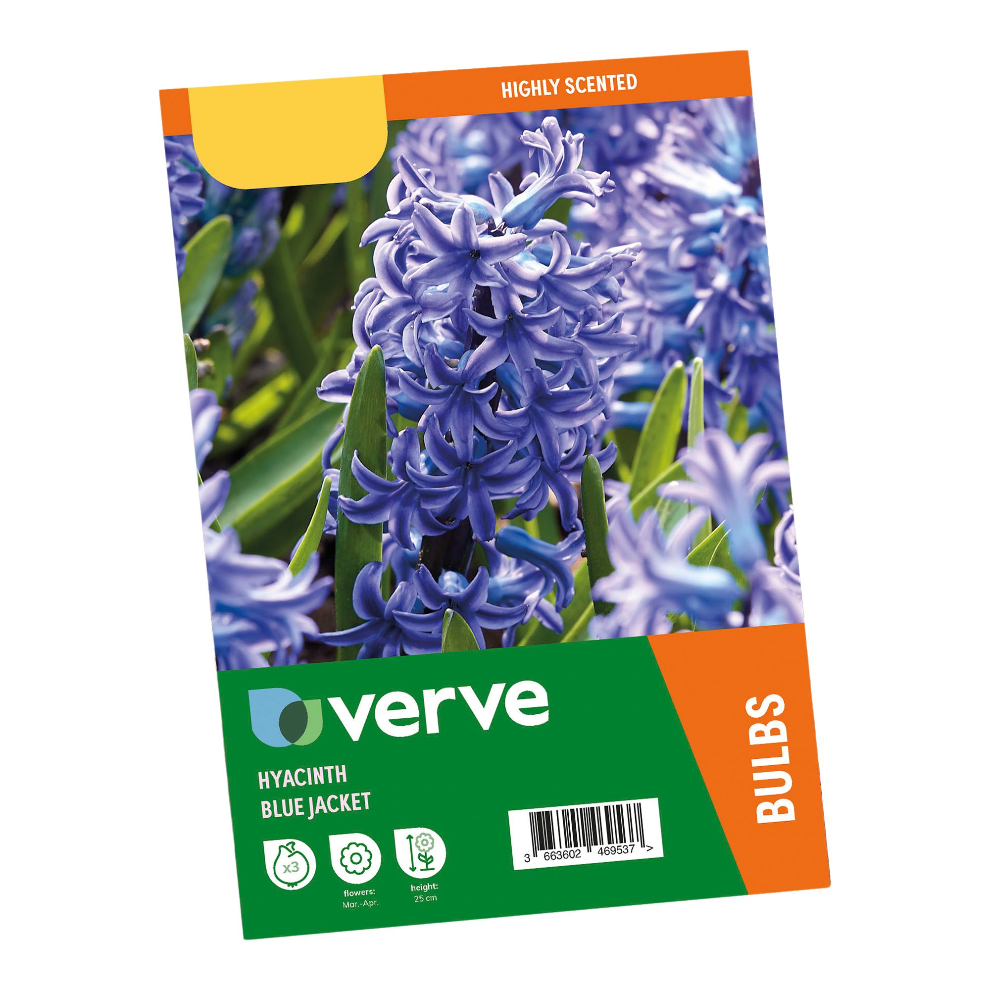 Hyacinth Blue Jacket 3 Flower bulbs - 7
