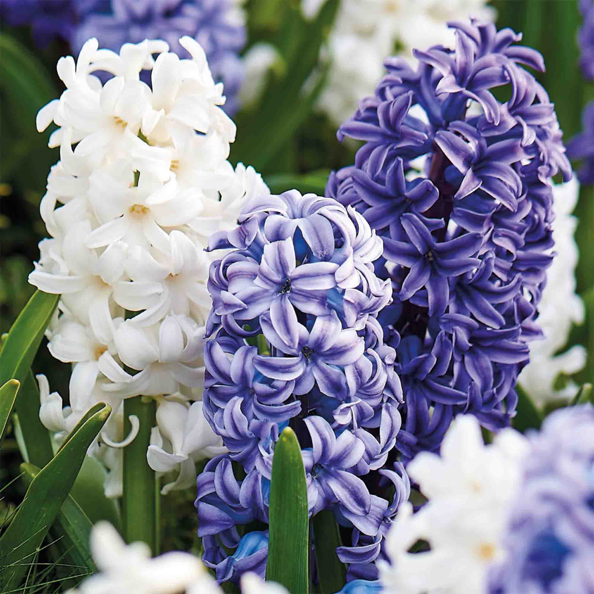 Hyacinth Blue & White mix 9 Flower bulbs