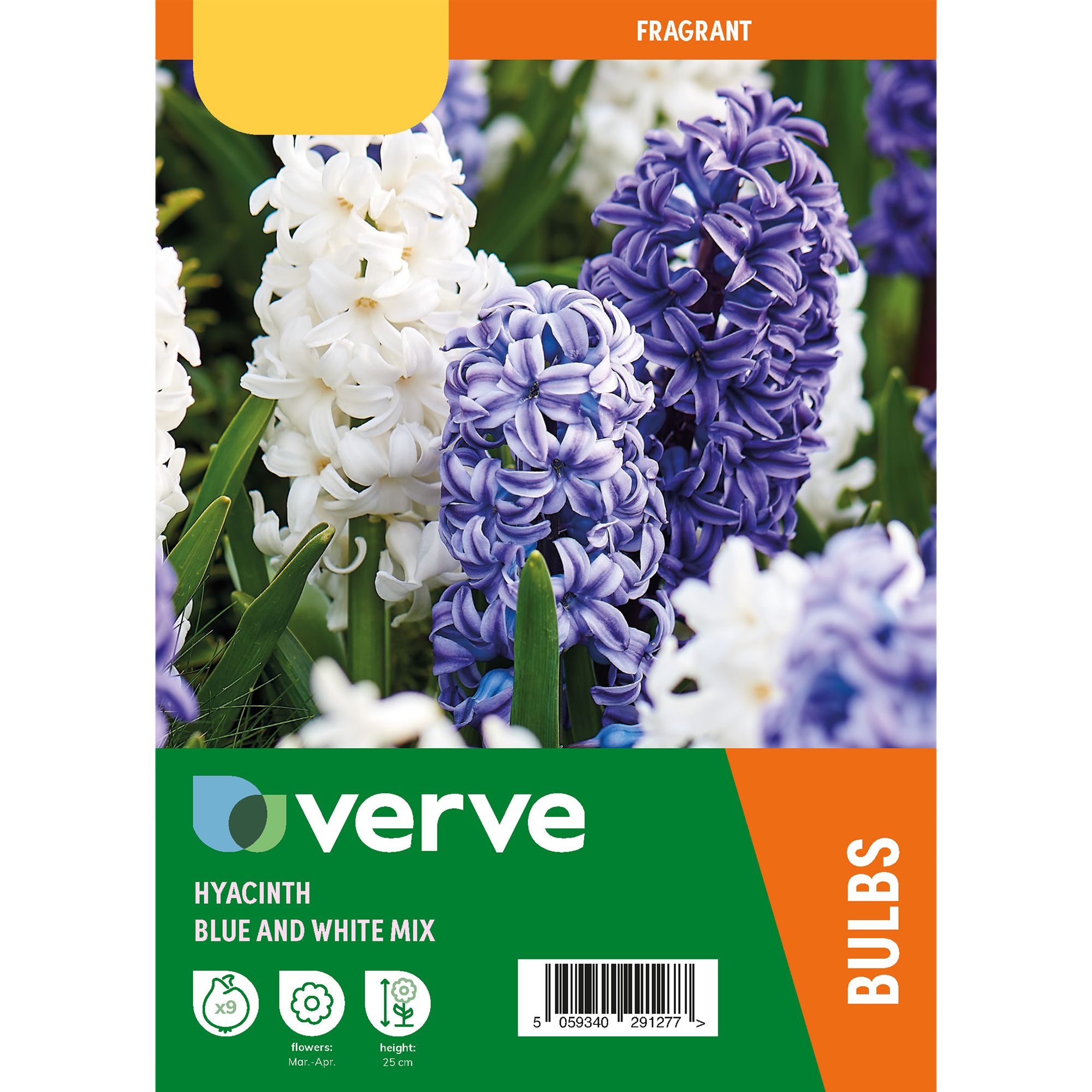 Hyacinth Blue & White mix 9 Flower bulbs - 4