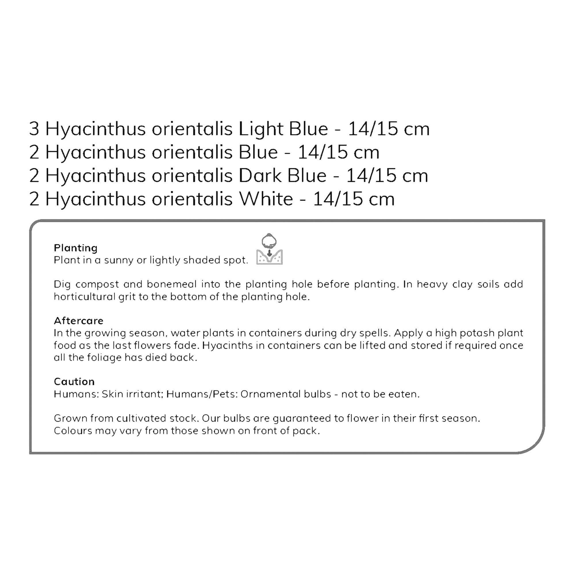 Hyacinth Blue & White mix 9 Flower bulbs - 5