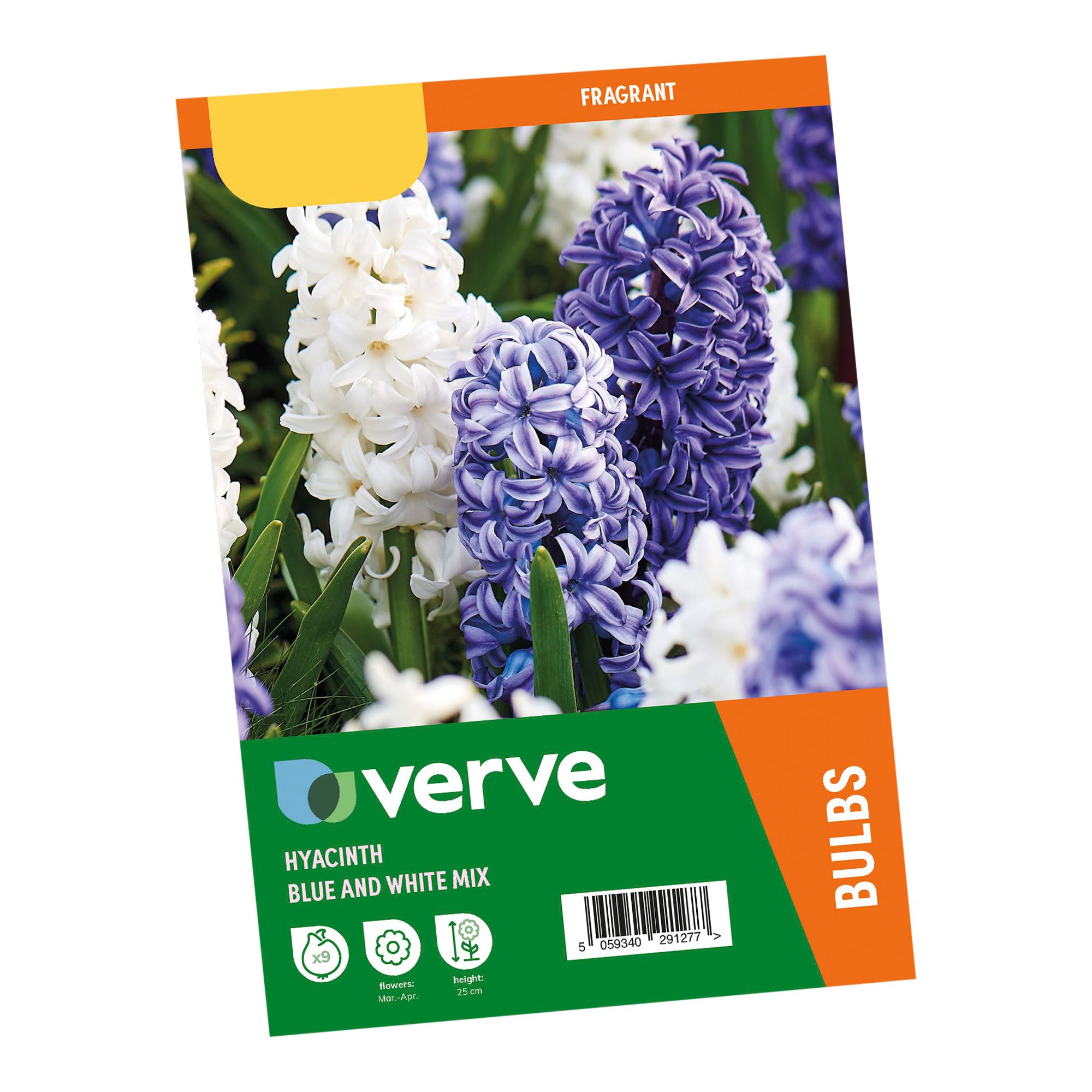 Hyacinth Blue & White mix 9 Flower bulbs - 3