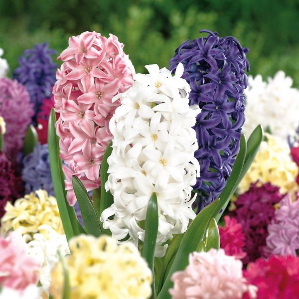 Hyacinth bulbs DIY at B&Q