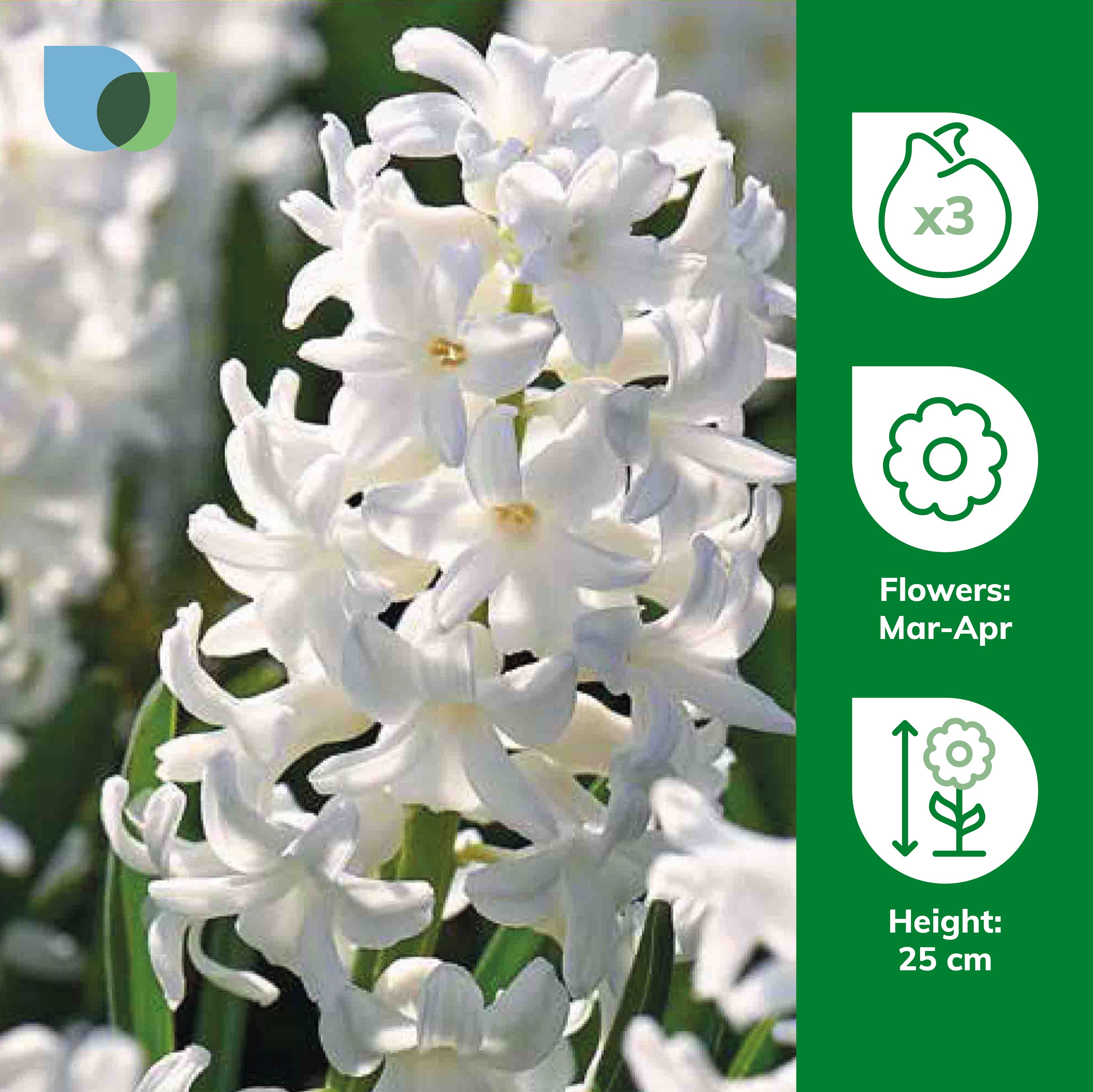 Hyacinth Carnegie 3 Flower bulbs - 4