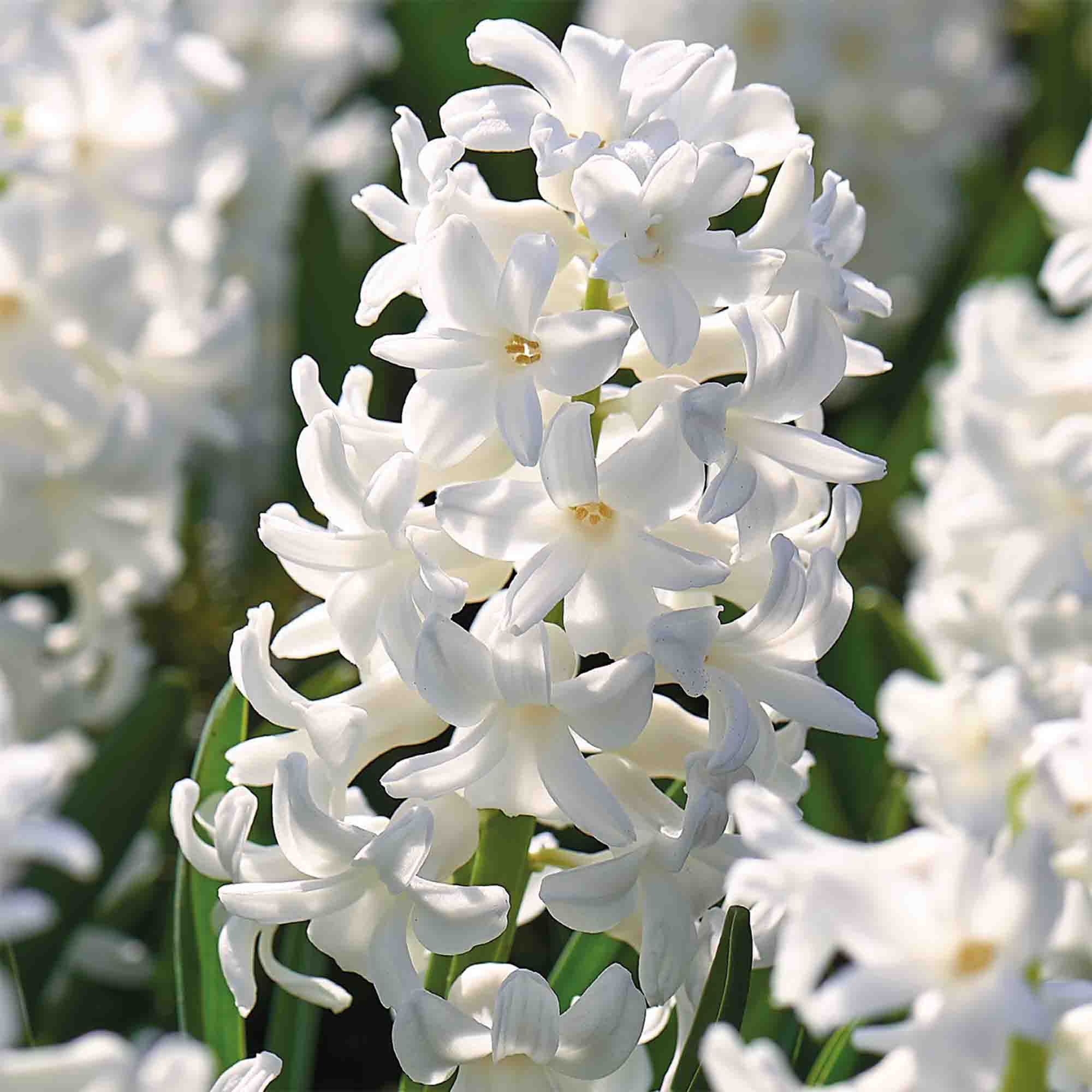 Hyacinth Carnegie 3 Flower bulbs - 8