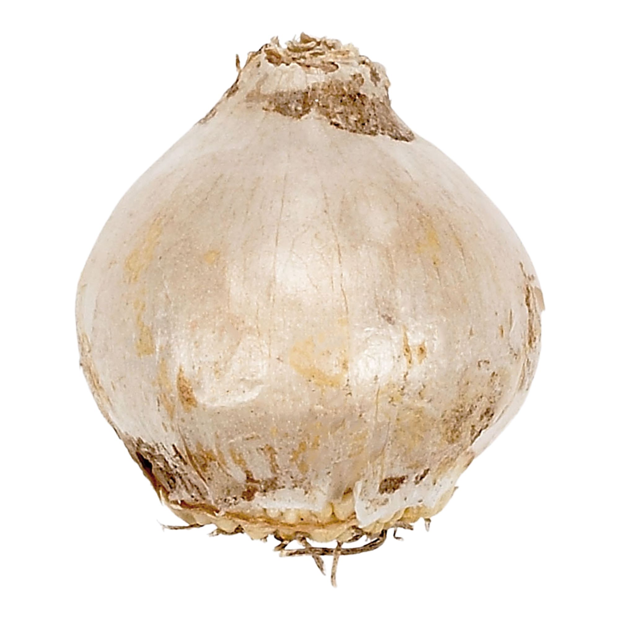 Hyacinth Carnegie 3 Flower bulbs - 7