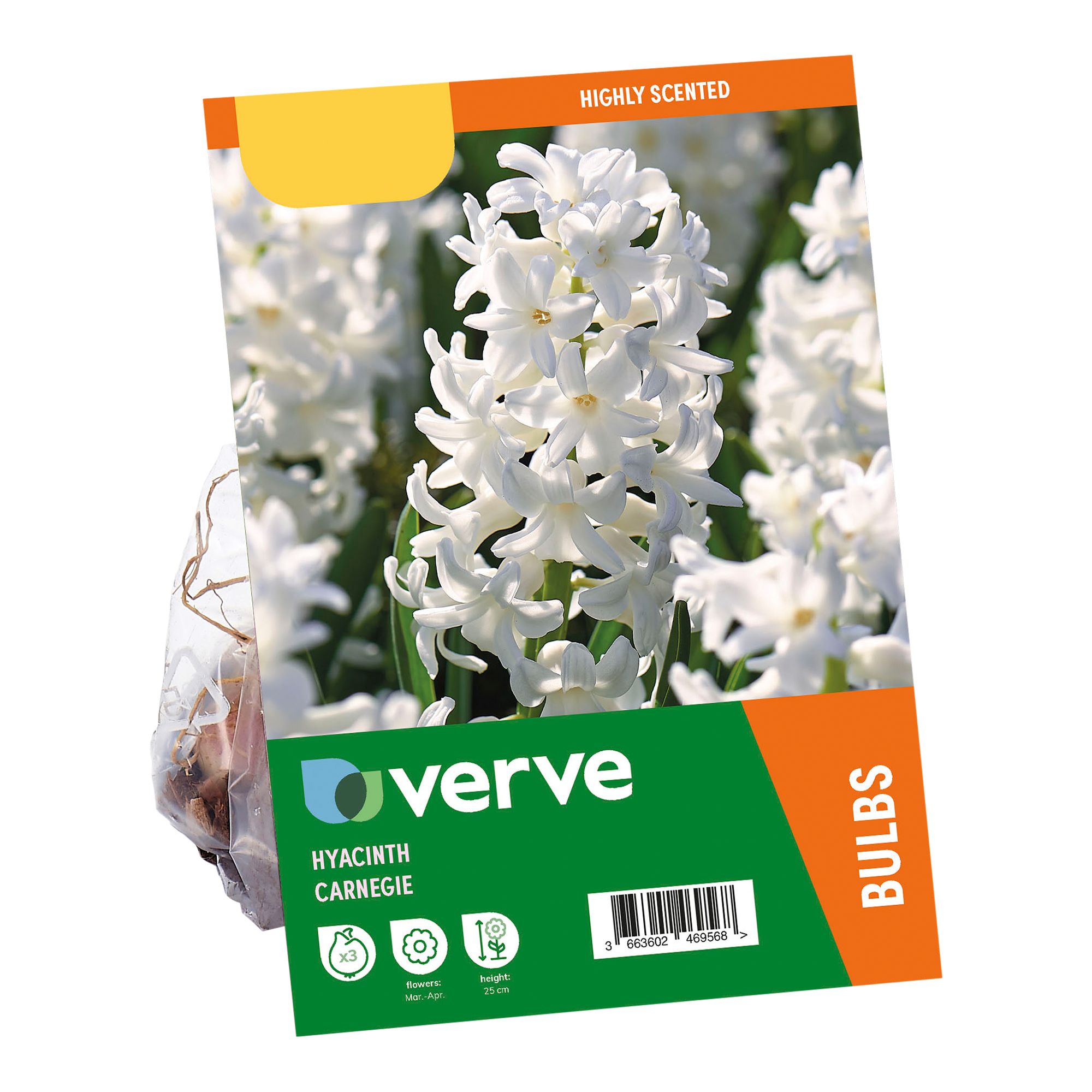 Hyacinth Carnegie 3 Flower bulbs - 6