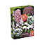 Hyacinth Fondant, Tall Tulip Foxtrot, Glory Of The Snow Pink, Allium christophii, Allium neapolitanum, Crocus Pickwick Flower bulb, Pack of 50