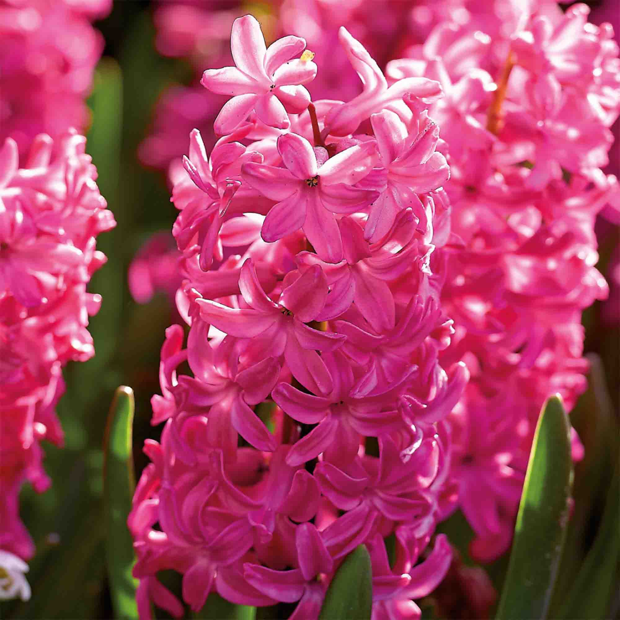 Hyacinth Jan Bos 3 Flower bulbs - 8
