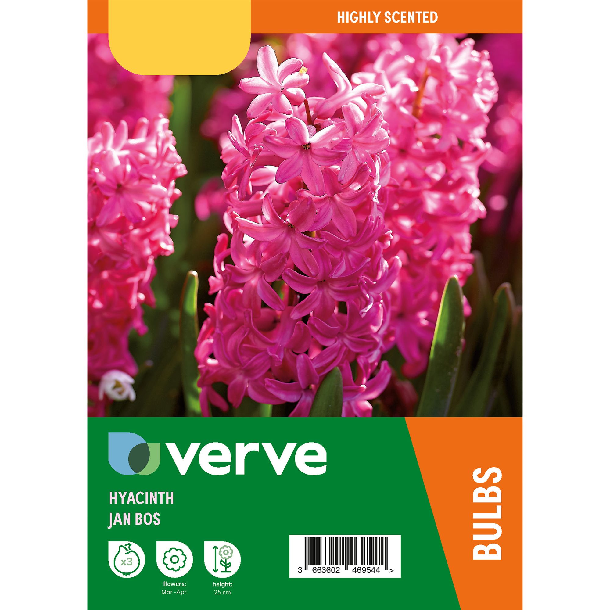 Hyacinth Jan Bos 3 Flower bulbs