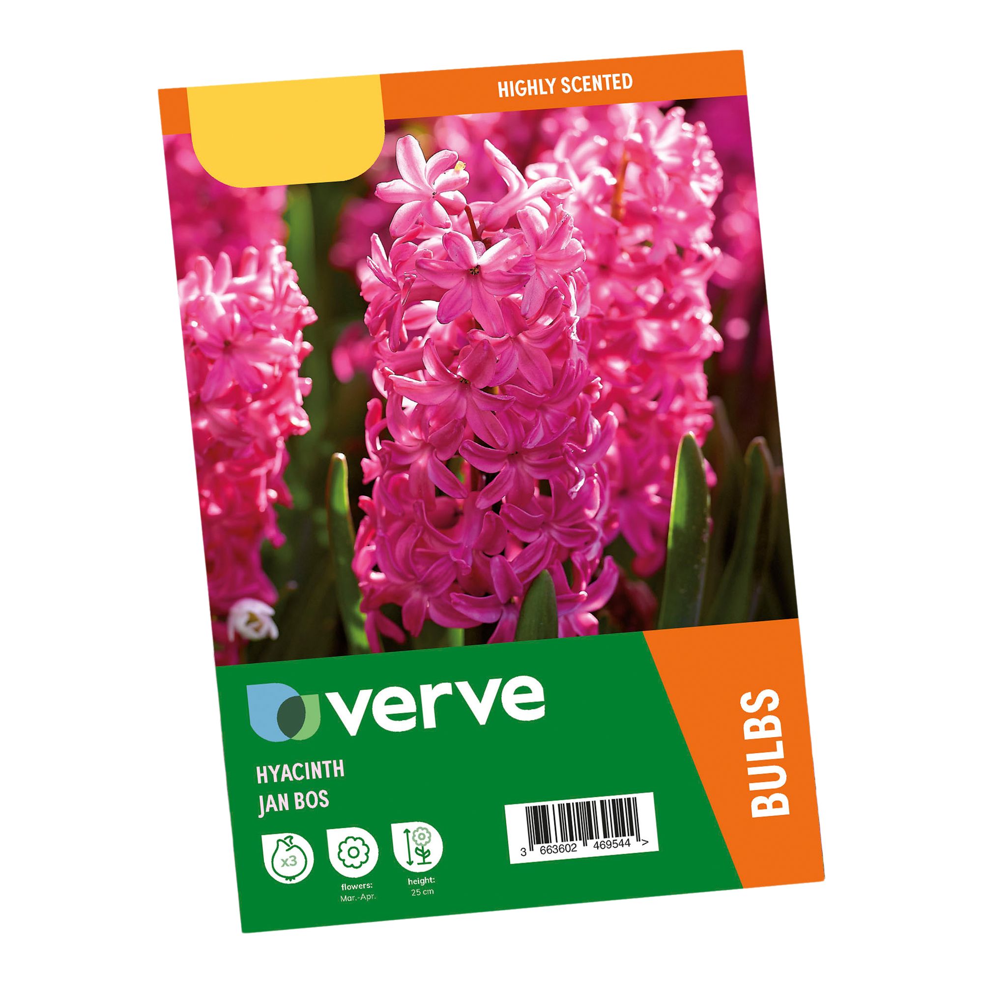 Hyacinth Jan Bos 3 Flower bulbs - 7