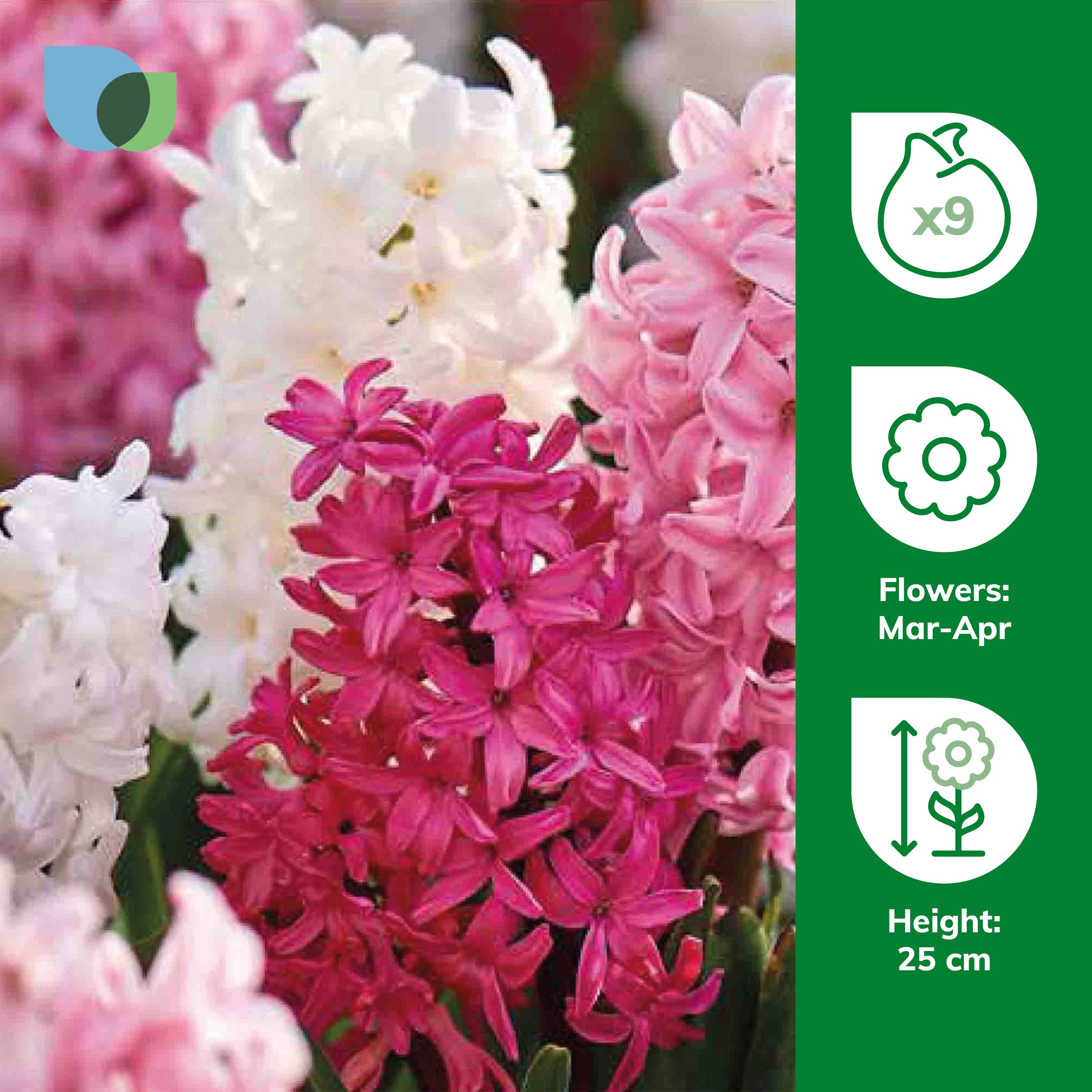 Hyacinth Pink & White mix 9 Flower bulbs - 1