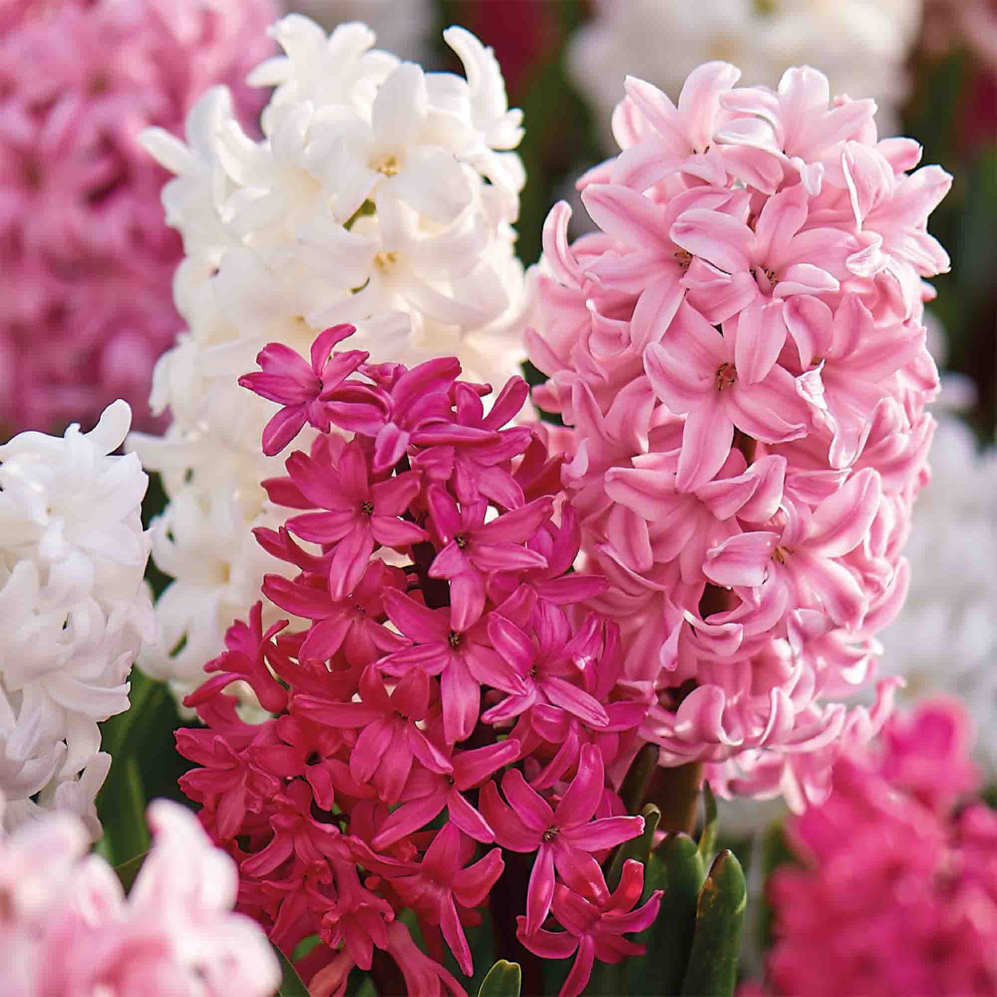 Hyacinth Pink & White mix 9 Flower bulbs