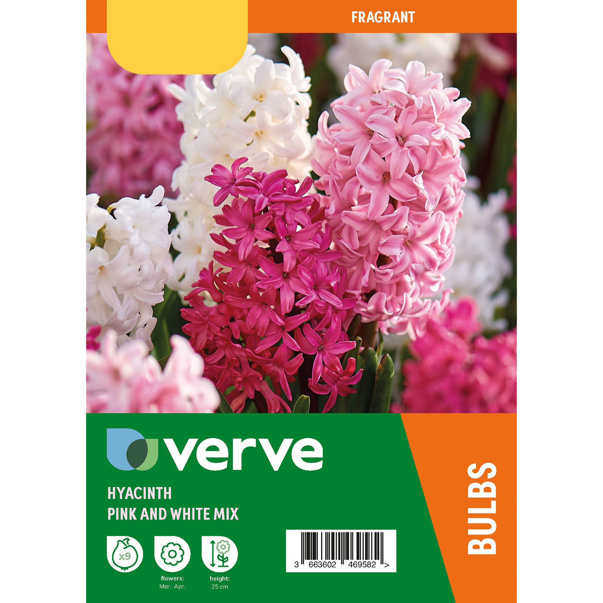 Hyacinth Pink & White mix 9 Flower bulbs - 6
