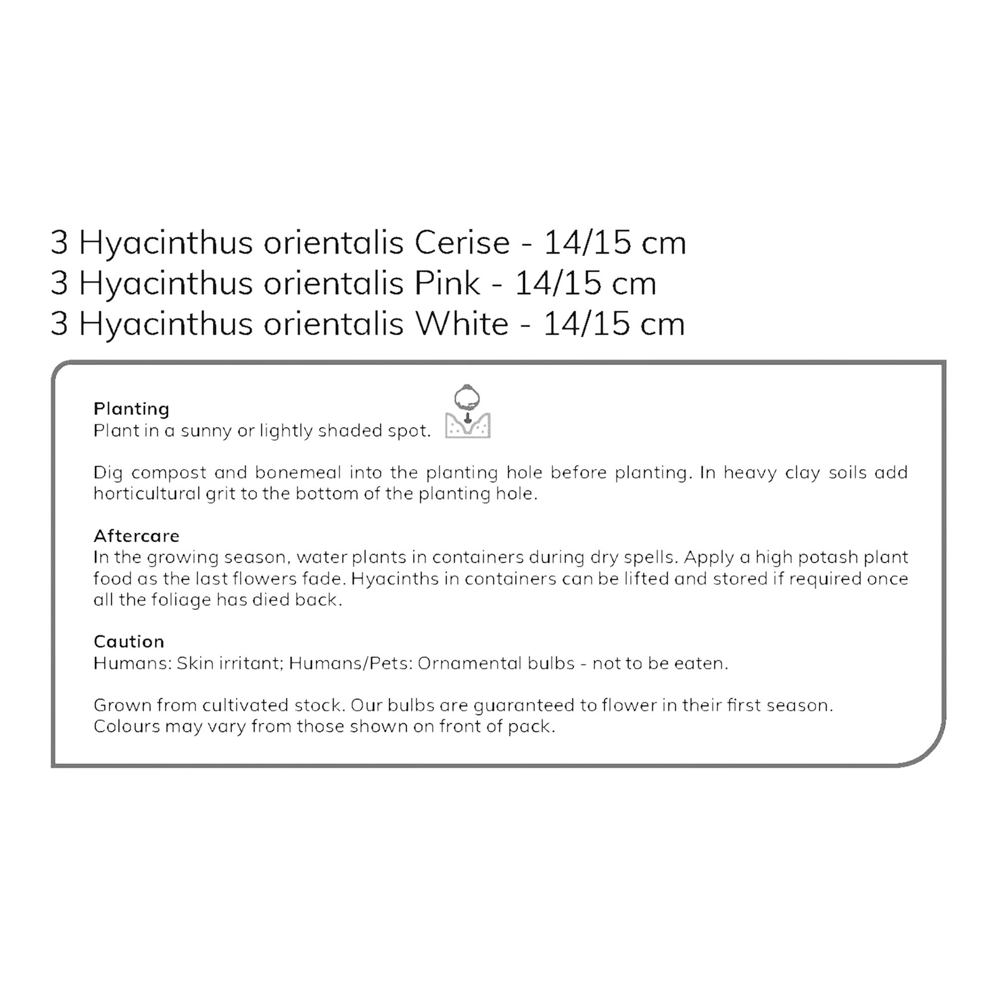 Hyacinth Pink & White mix 9 Flower bulbs - 7