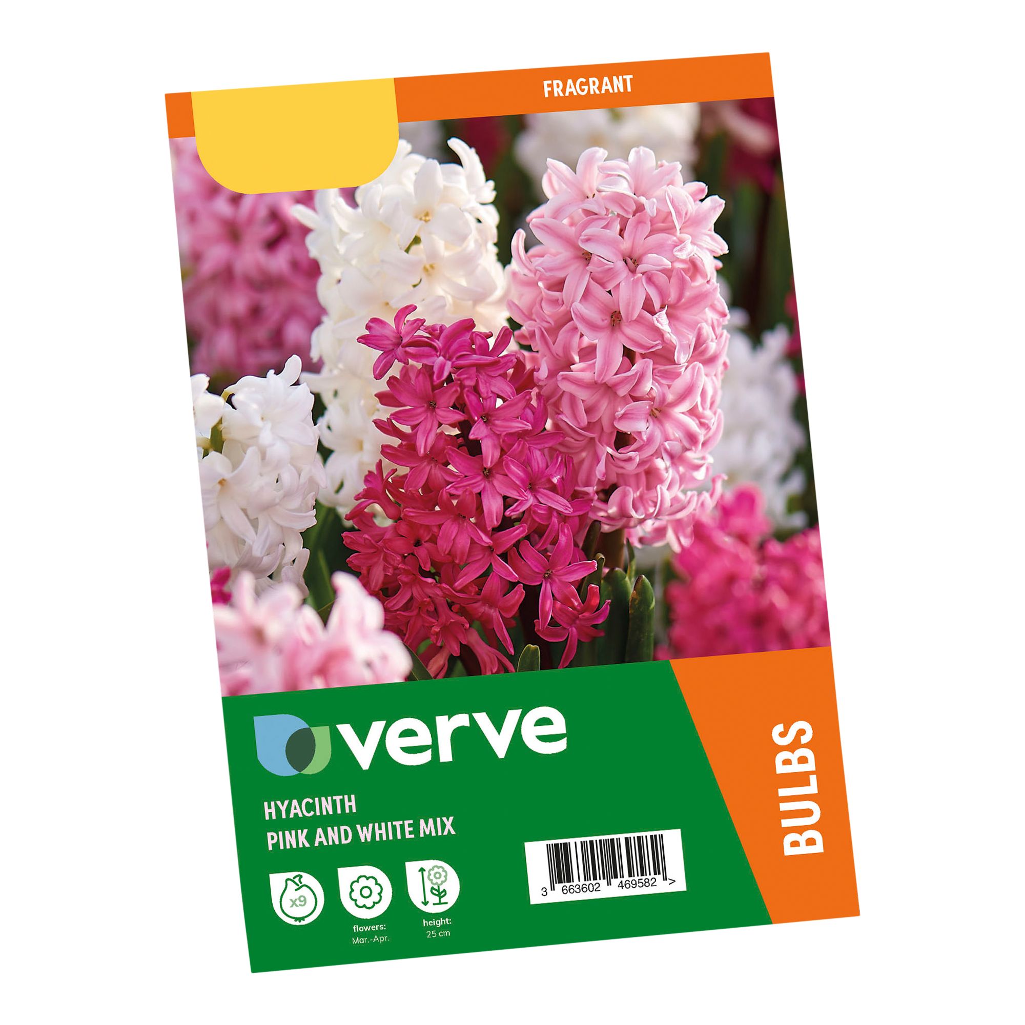 Hyacinth Pink & White mix 9 Flower bulbs - 5