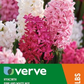 Hyacinth pink & white mix Flower bulb, Pack of 9