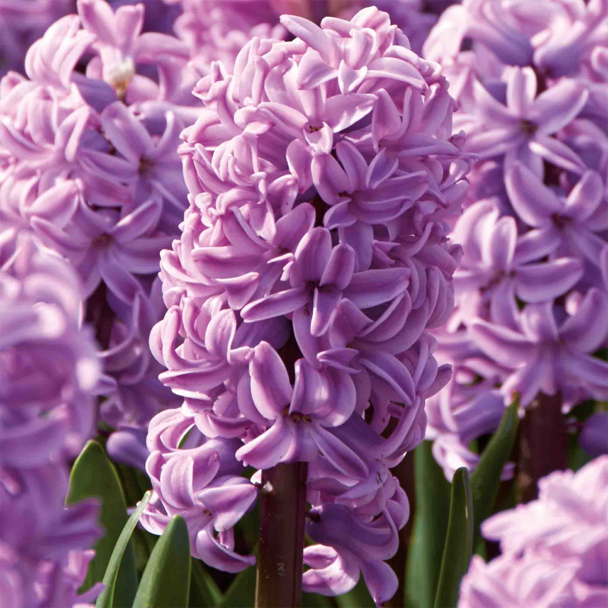 Hyacinth Splendid Cornelia 3 Flower bulbs