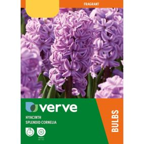 Hyacinth Splendid Cornelia 3 Flower bulbs