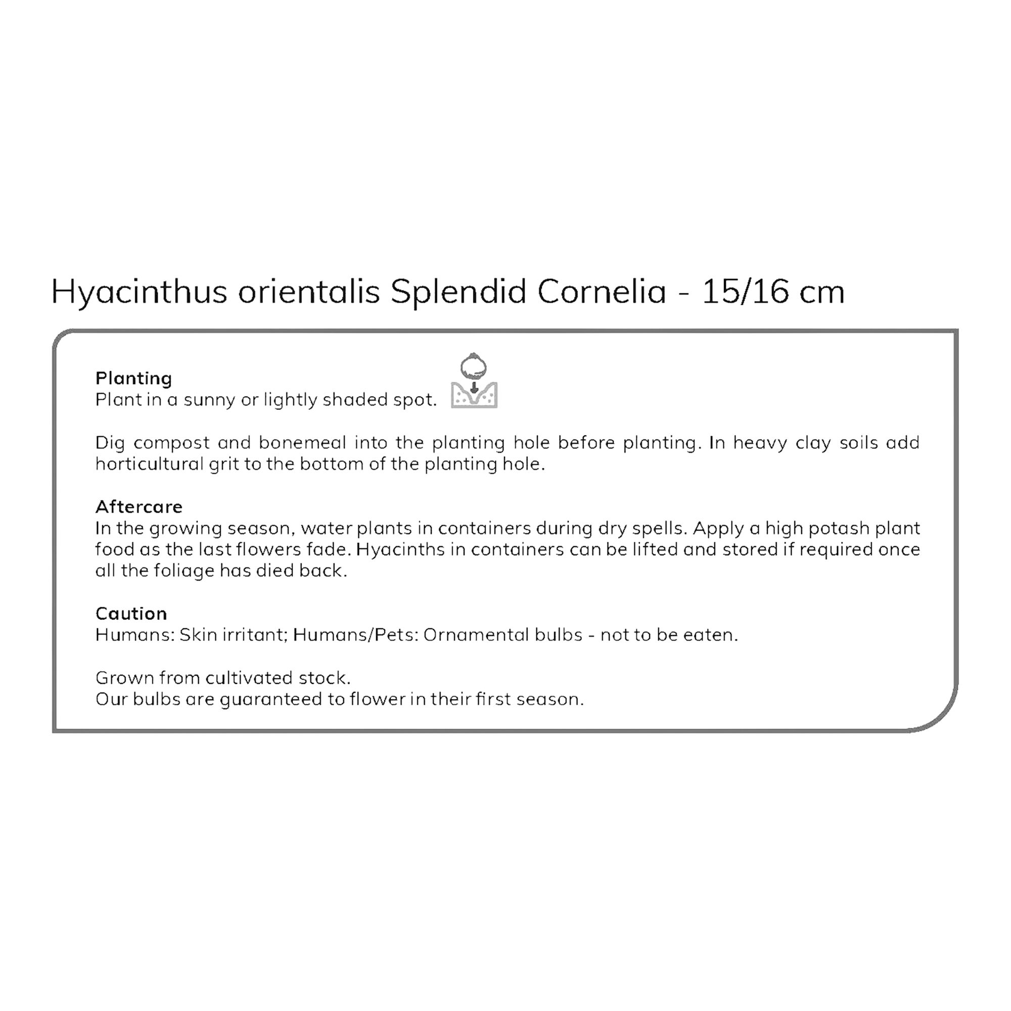 Hyacinth Splendid Cornelia 3 Flower bulbs - 5
