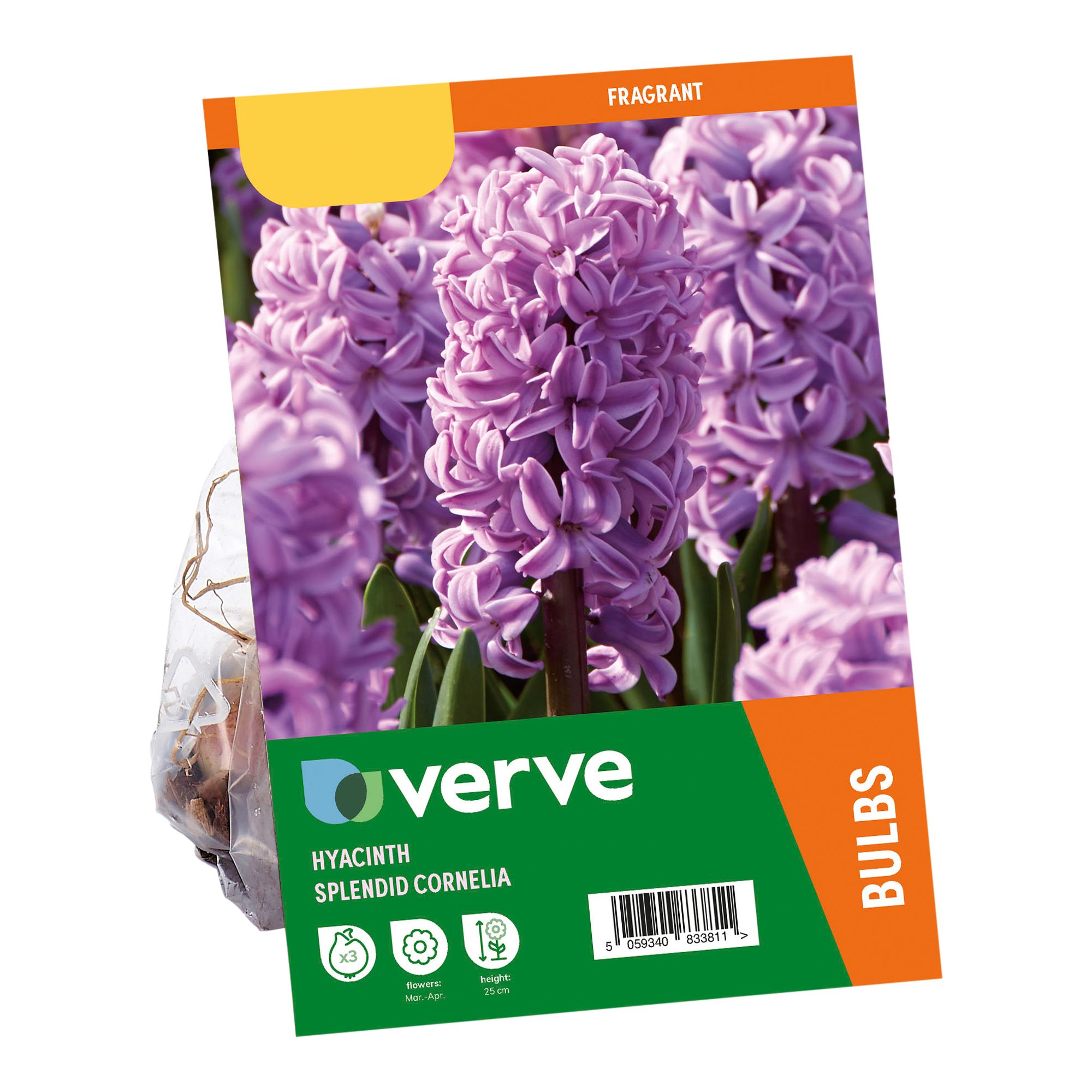 Hyacinth Splendid Cornelia 3 Flower bulbs - 3