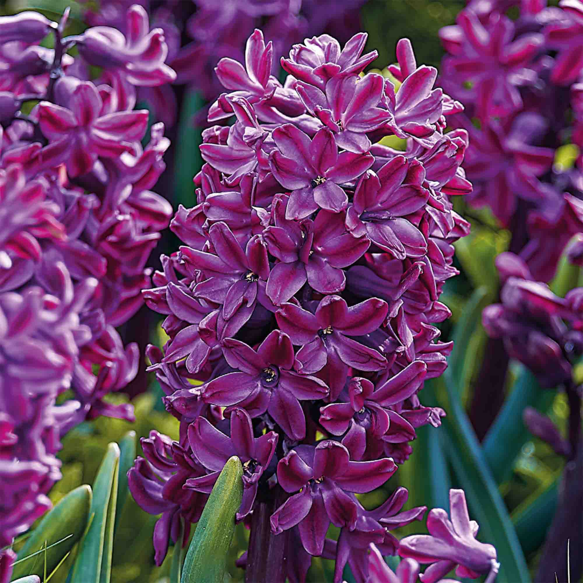 Hyacinth Woodstock 3 Flower bulbs