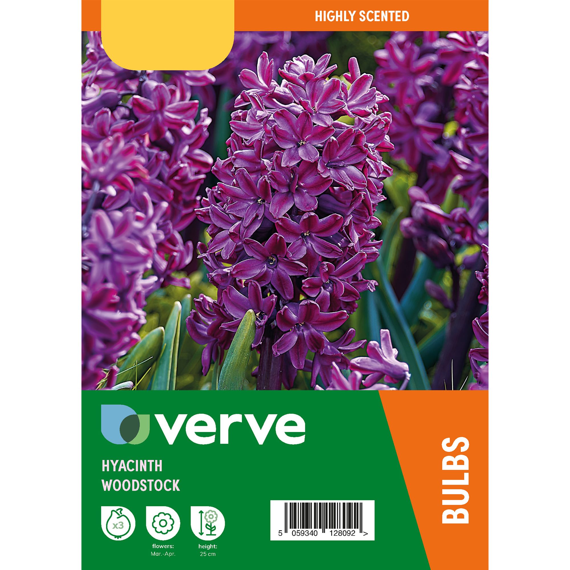 Hyacinth Woodstock 3 Flower bulbs - 4