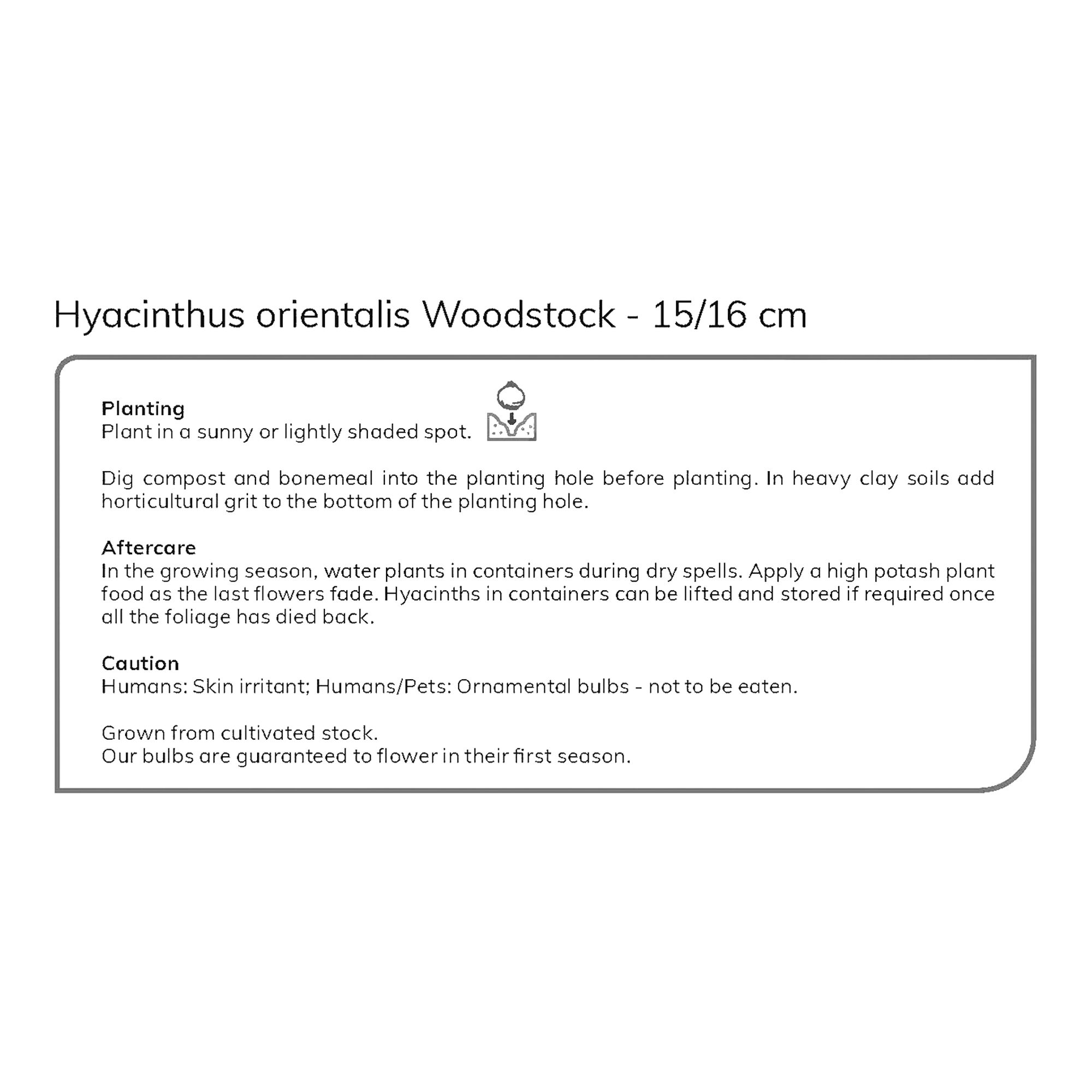 Hyacinth Woodstock 3 Flower bulbs - 5