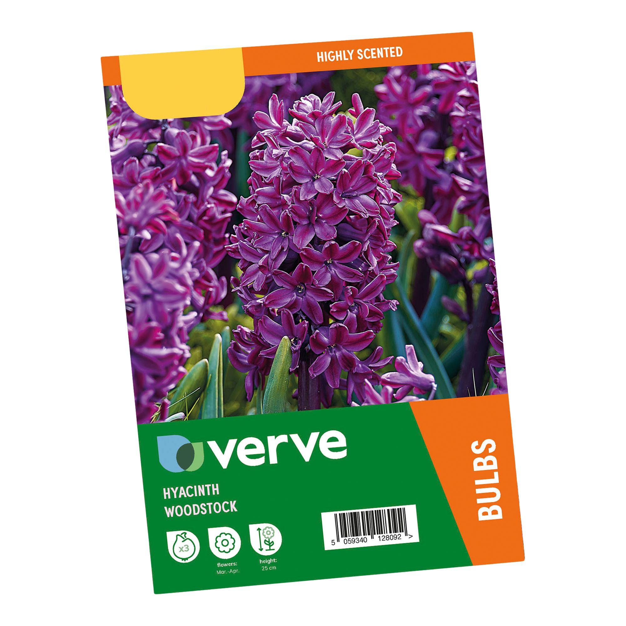 Hyacinth Woodstock 3 Flower bulbs - 3