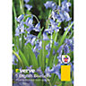 Hyacinthoides non-scipta Flower bulb, Pack