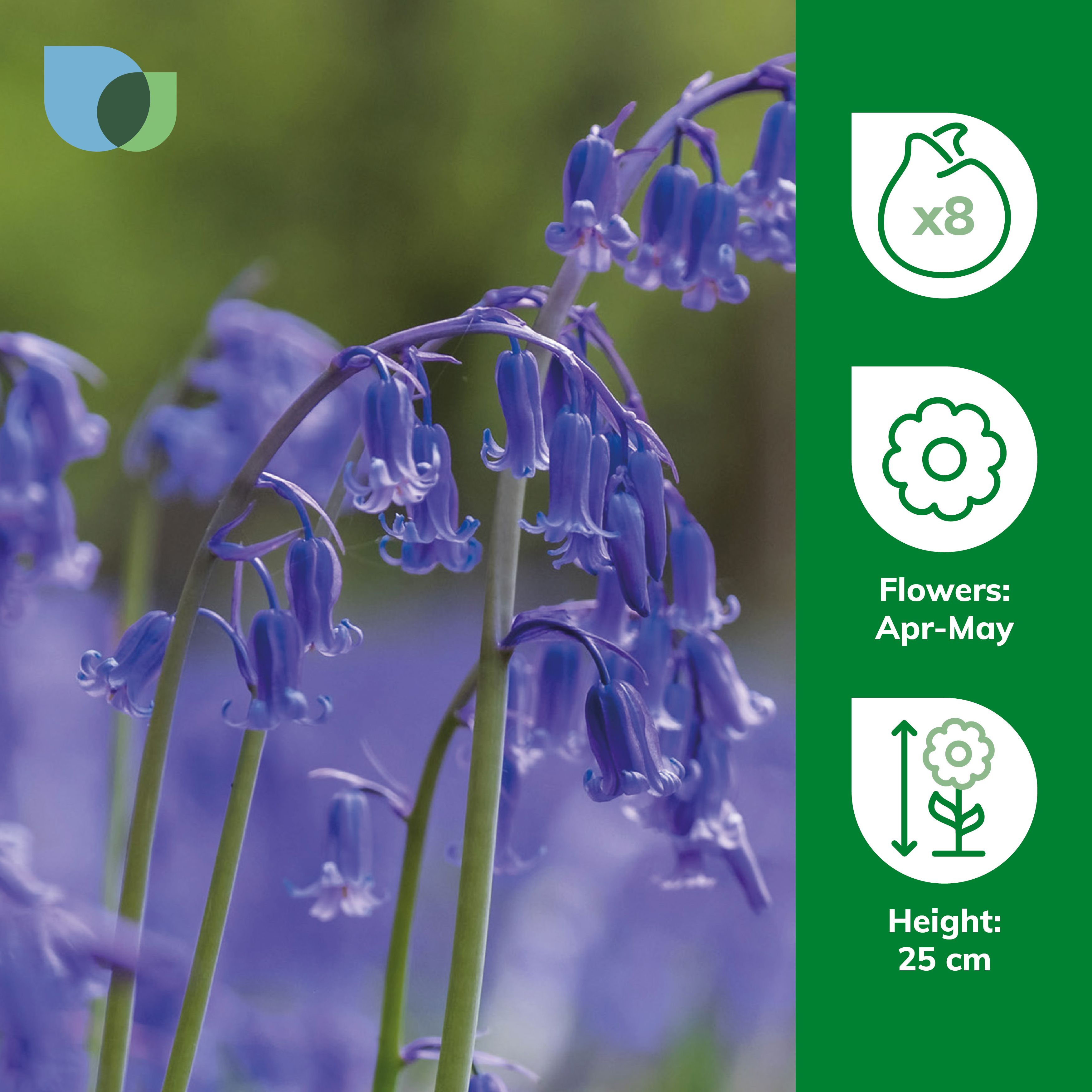 Hyacinthoides non-scripta (English Bluebells) 8 Flower bulbs - 4