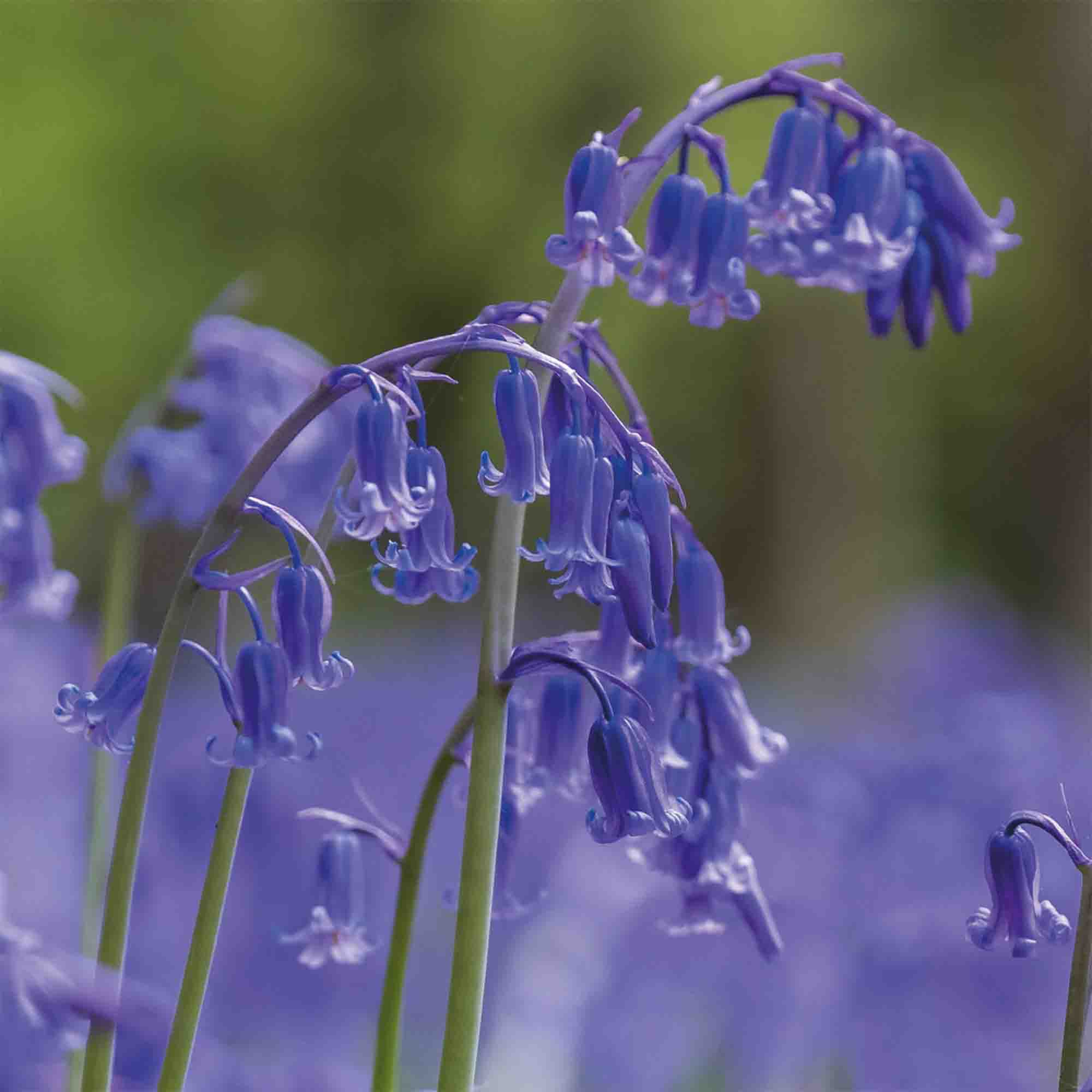 Hyacinthoides non-scripta (English Bluebells) 8 Flower bulbs - 6