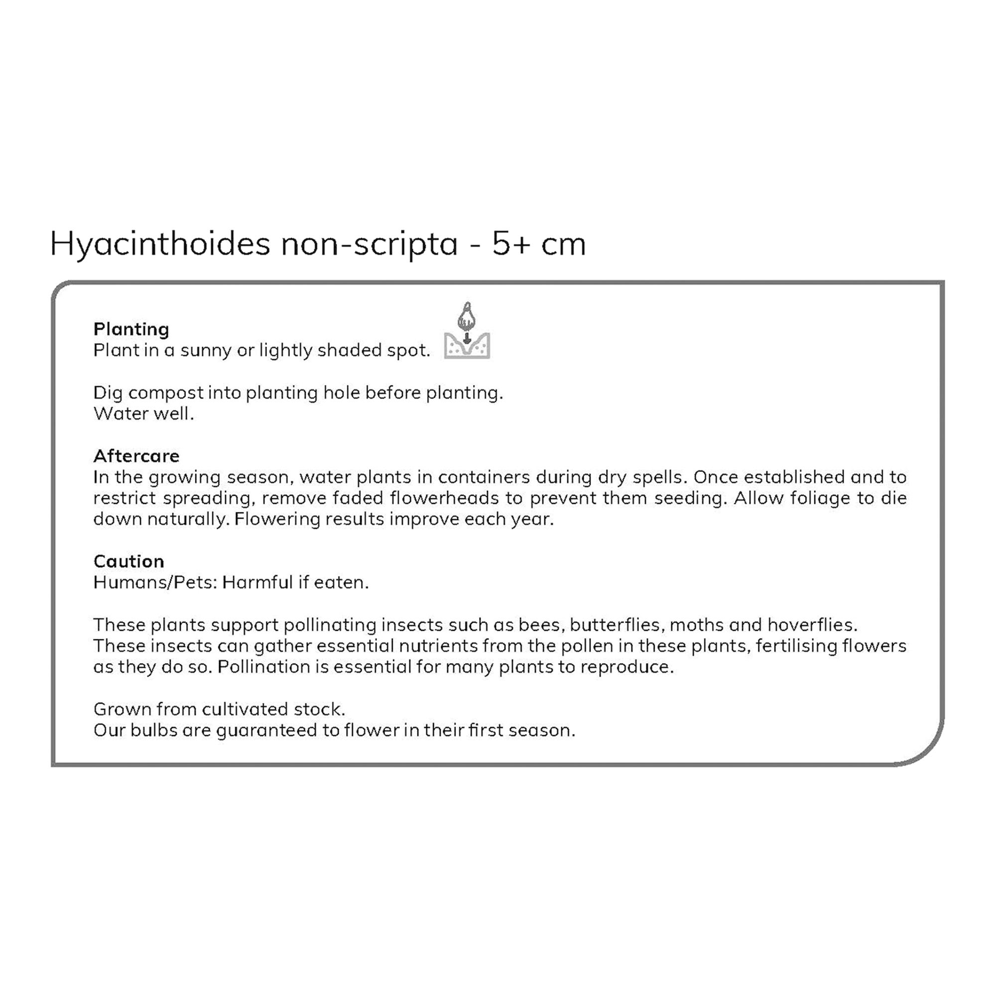 Hyacinthoides non-scripta (English Bluebells) 8 Flower bulbs - 5
