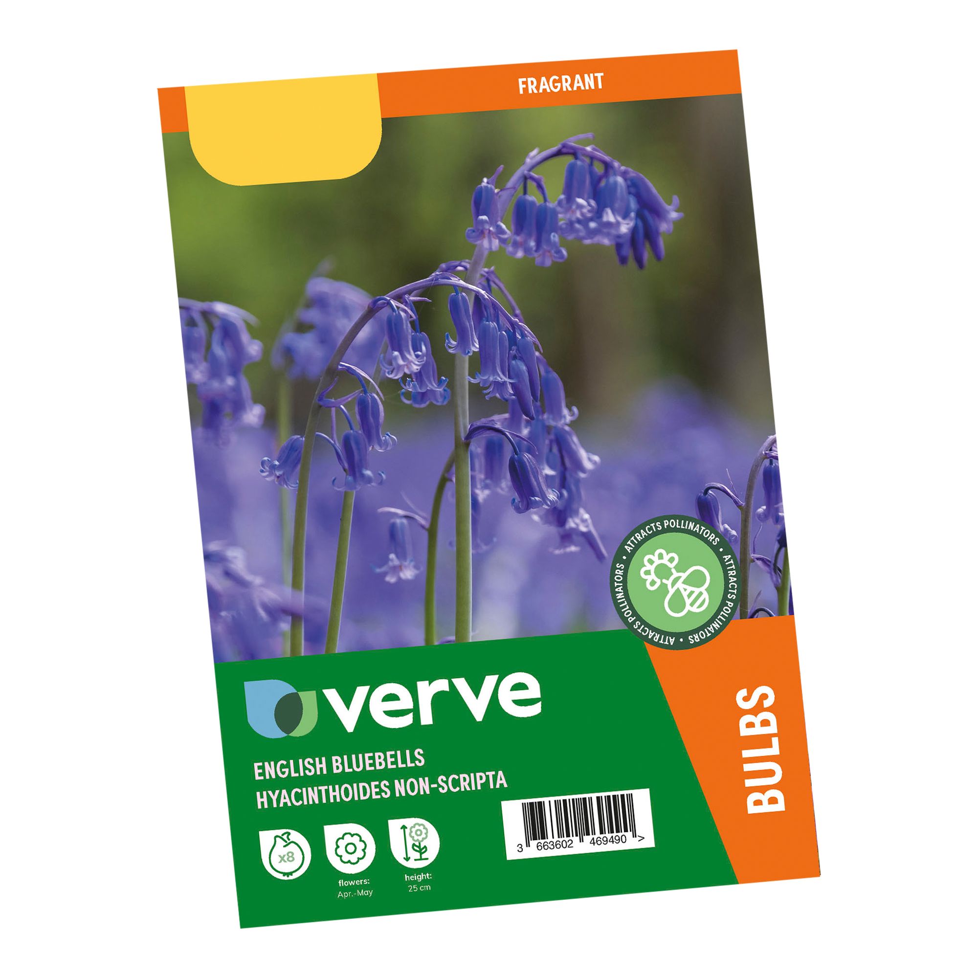Hyacinthoides non-scripta (English Bluebells) 8 Flower bulbs - 8